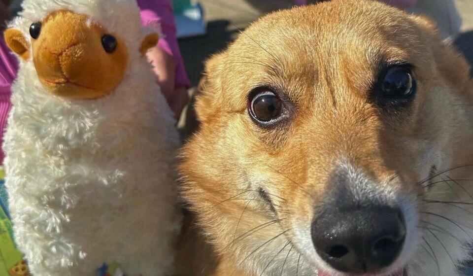 Dog with Guanaco Stuffed Animal